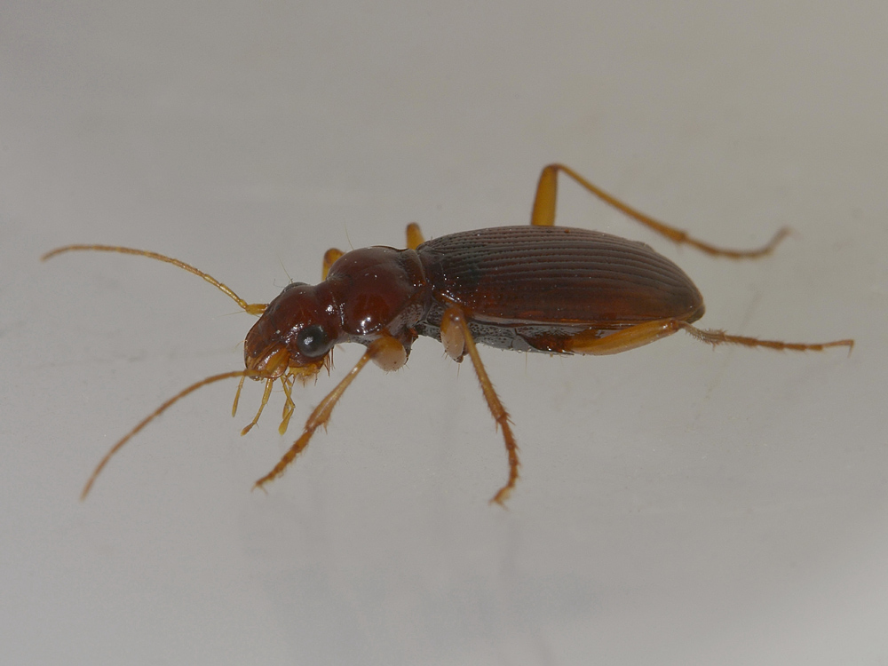 Leistus ferrugineus